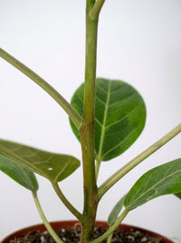 Ficus Altissima 'Yellow Gem'