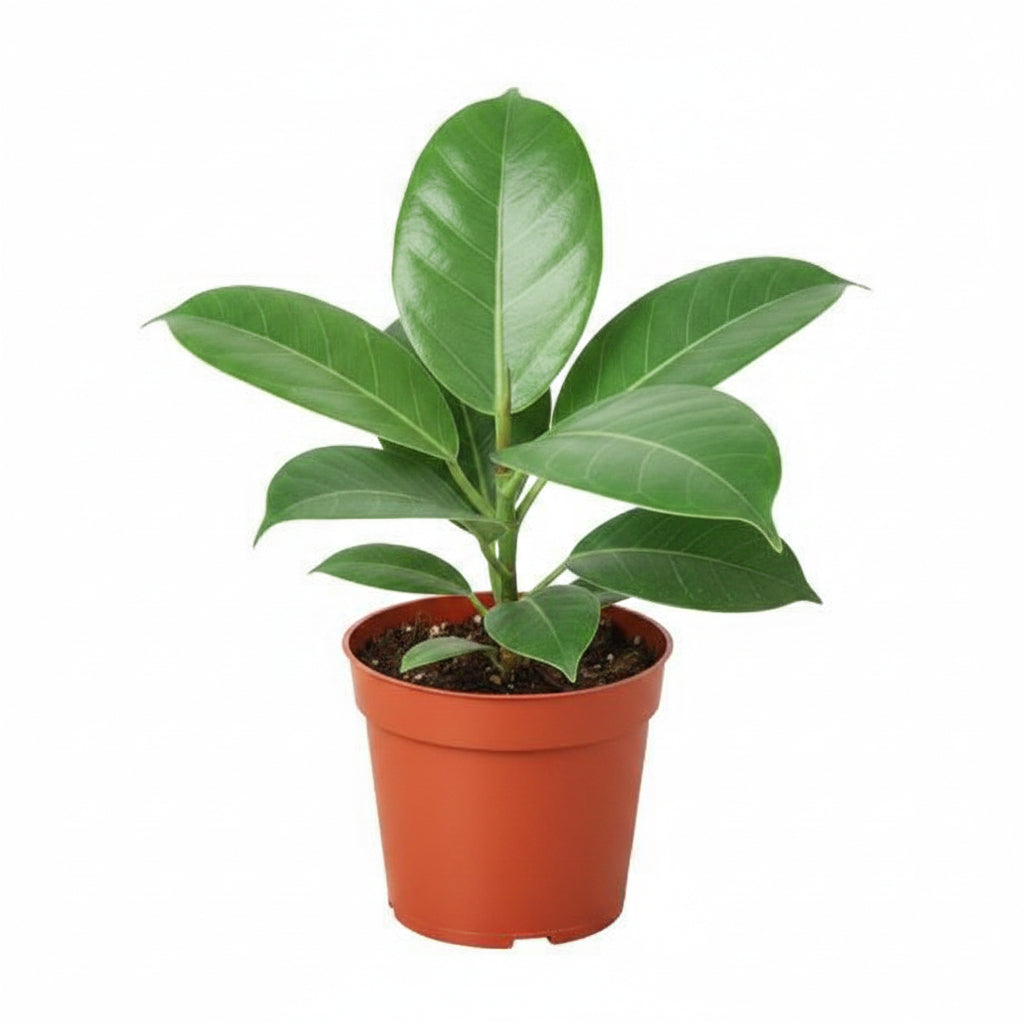 Ficus 'Audrey' Rubber Plant