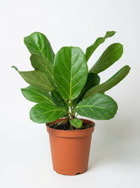 Ficus 'Audrey' Rubber Plant