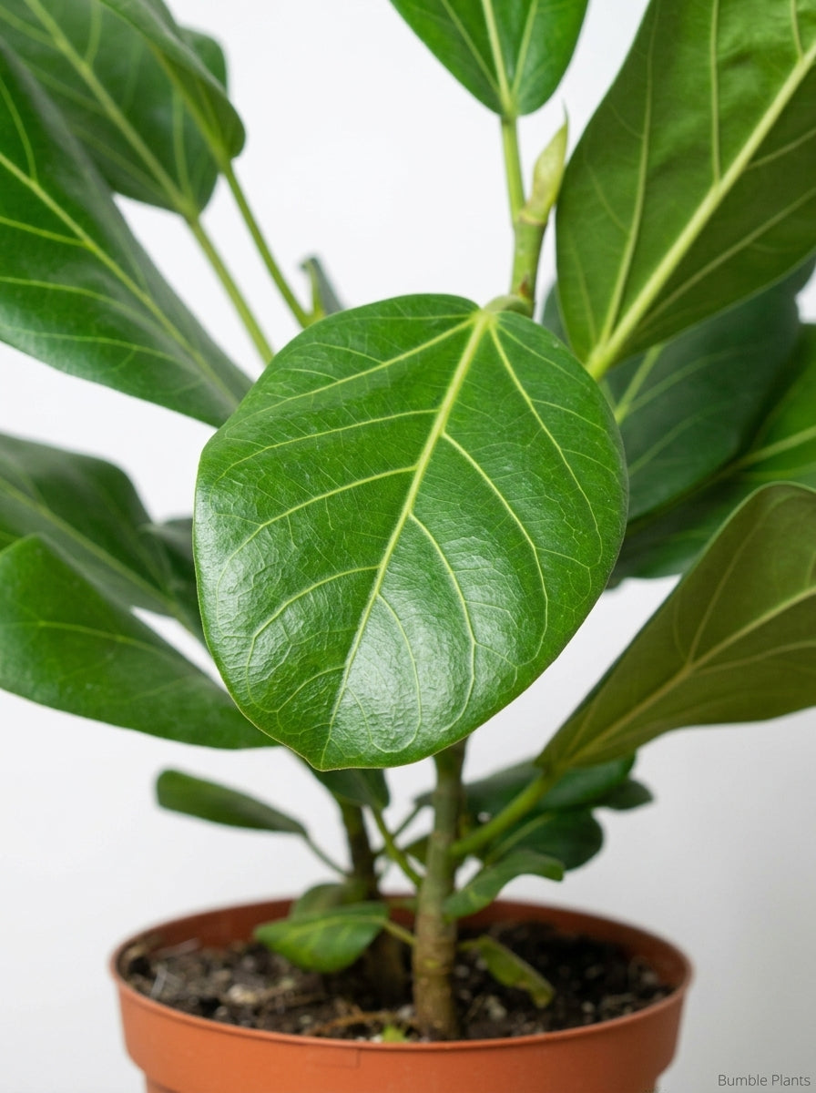 Ficus 'Audrey' Rubber Plant