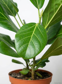 Ficus 'Audrey' Rubber Plant