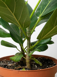Ficus 'Audrey' Rubber Plant