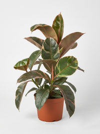 Ficus Elastica 'Ruby Pink' Rubber Plant