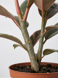 Ficus Elastica 'Ruby Pink' Rubber Plant