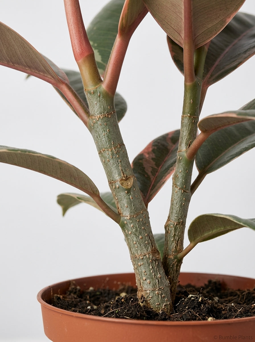Ficus Elastica 'Ruby Pink' Rubber Plant