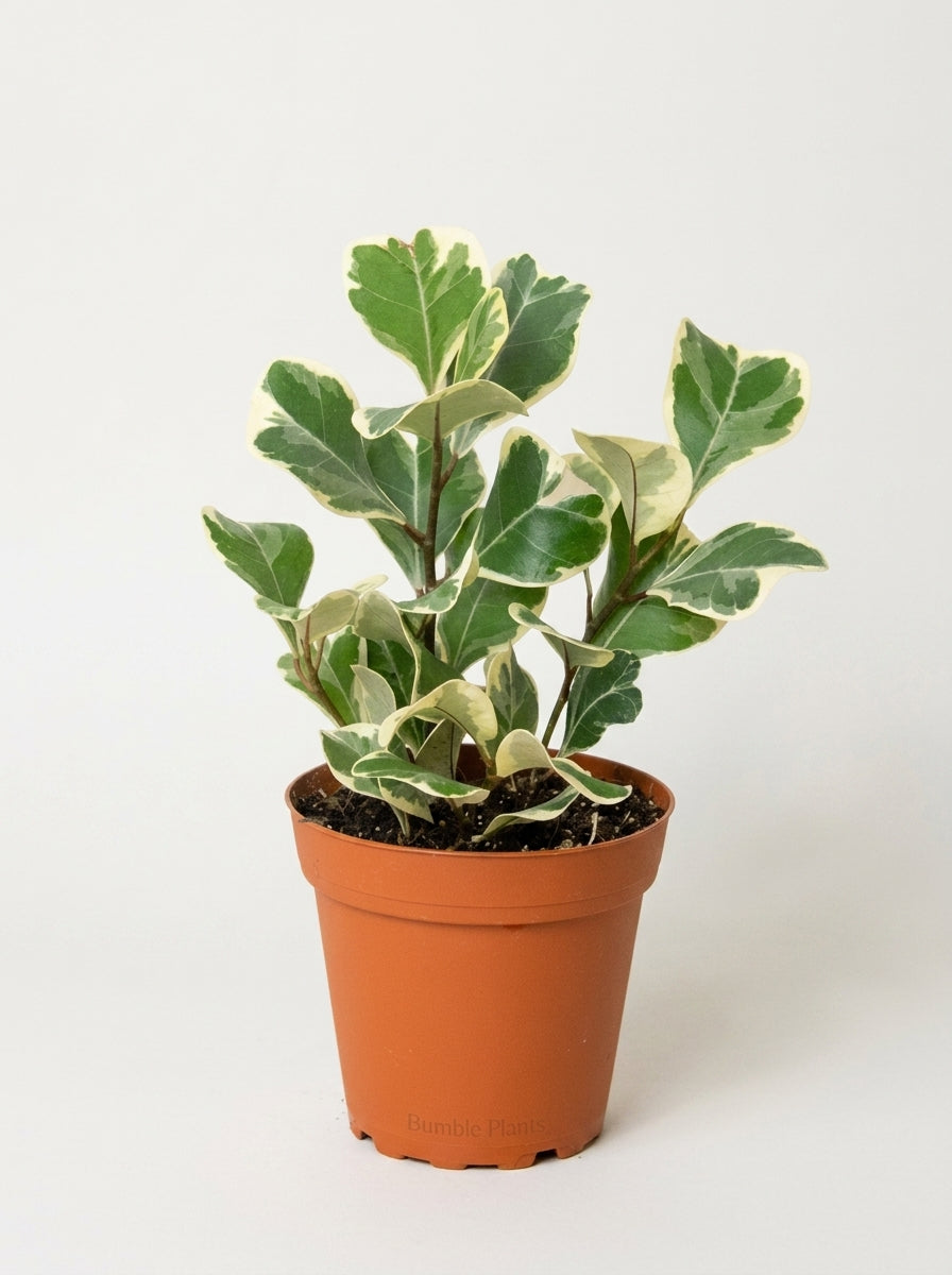 Ficus Elastica 'Triangularis' Variegated