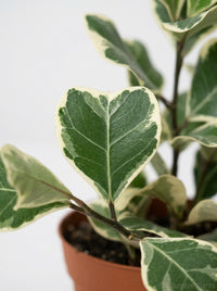 Ficus Elastica 'Triangularis' Variegated