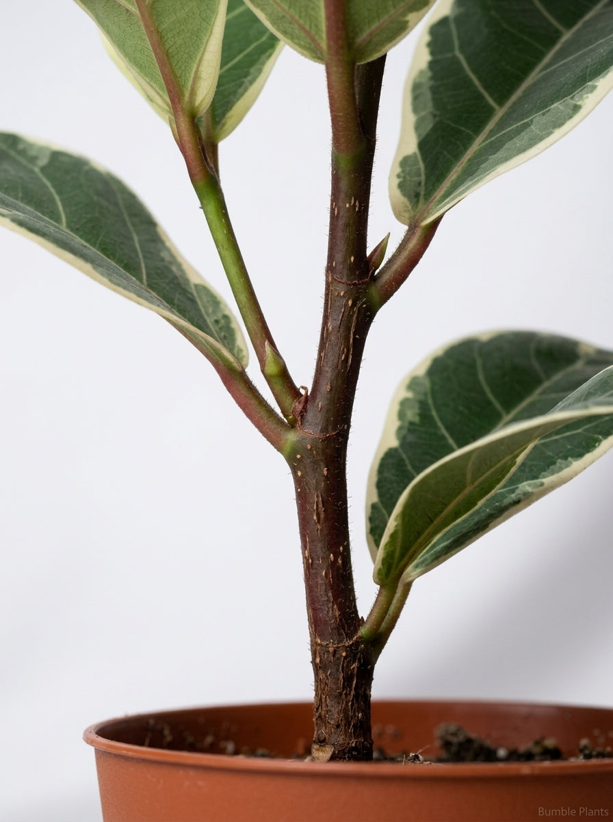 Ficus Elastica 'Triangularis' Variegated