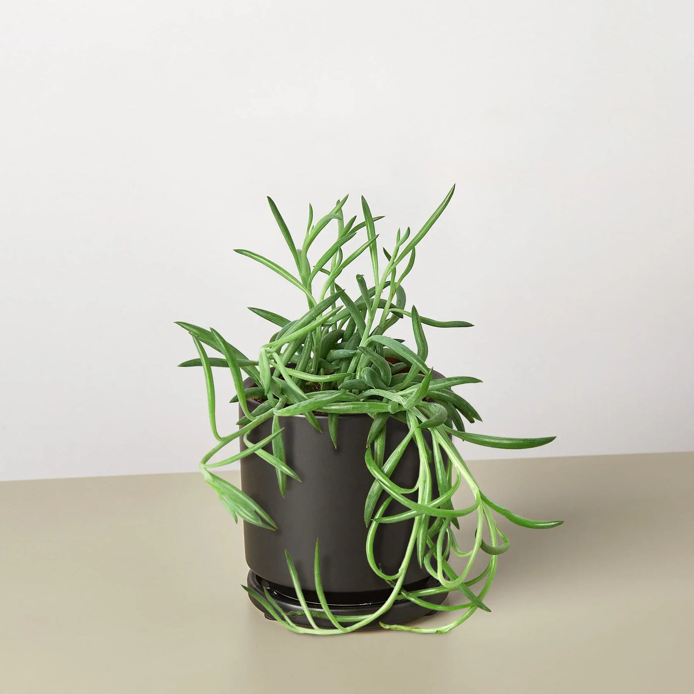 string of fishhooks succulent Live String of Fish Hooks
