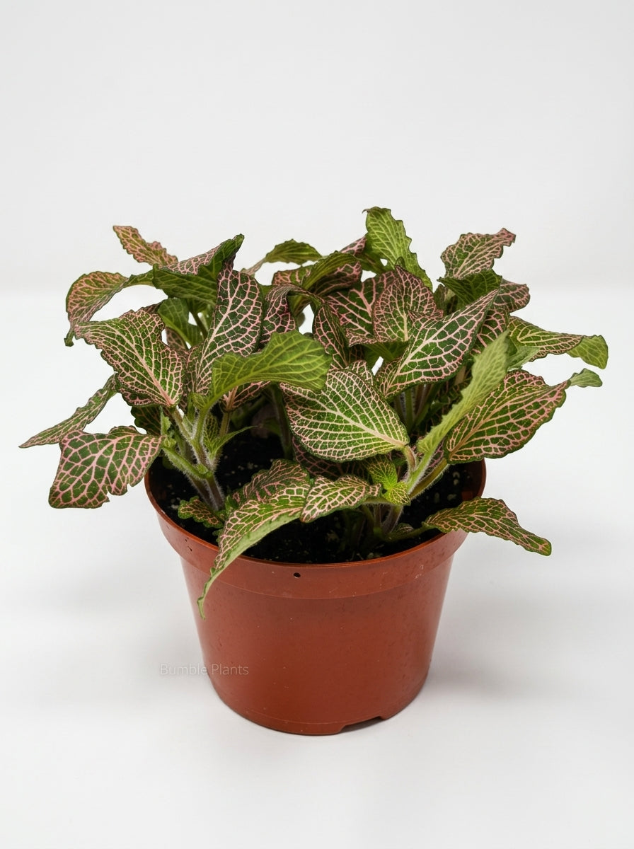 Fittonia 'Pink' Nerve Plant
