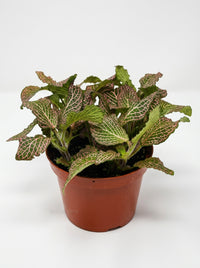 Fittonia 'Pink' Nerve Plant
