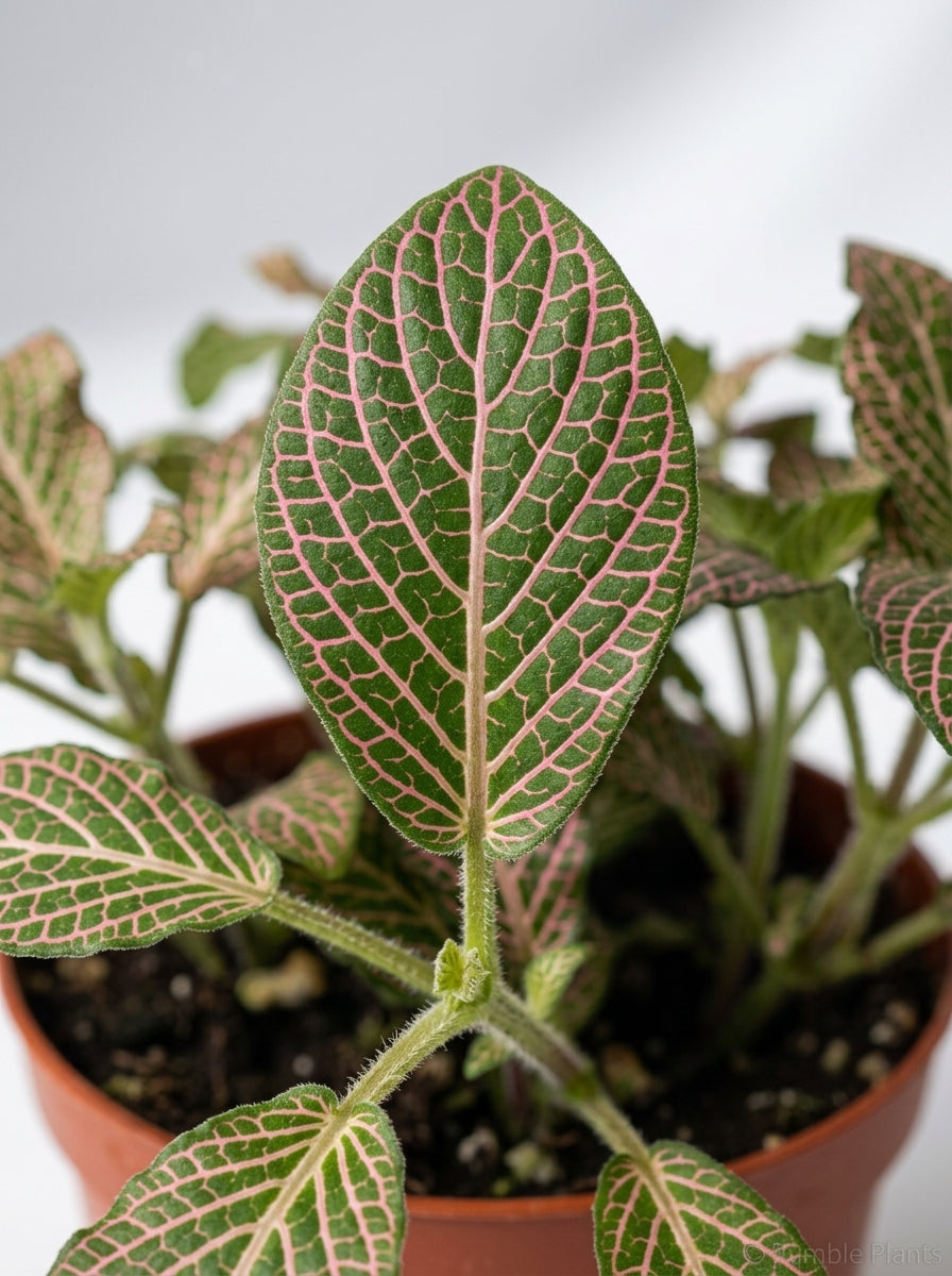 Fittonia 'Pink' Nerve Plant