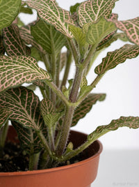 Fittonia 'Pink' Nerve Plant