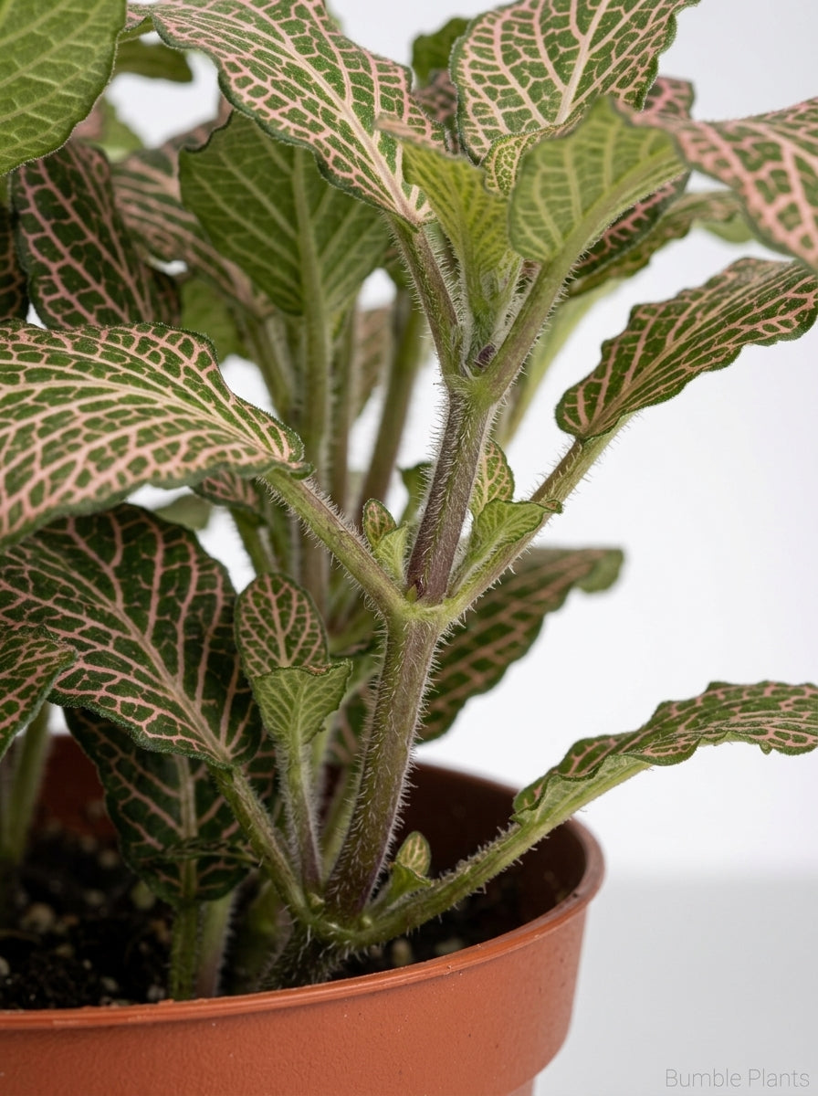 Fittonia 'Pink' Nerve Plant