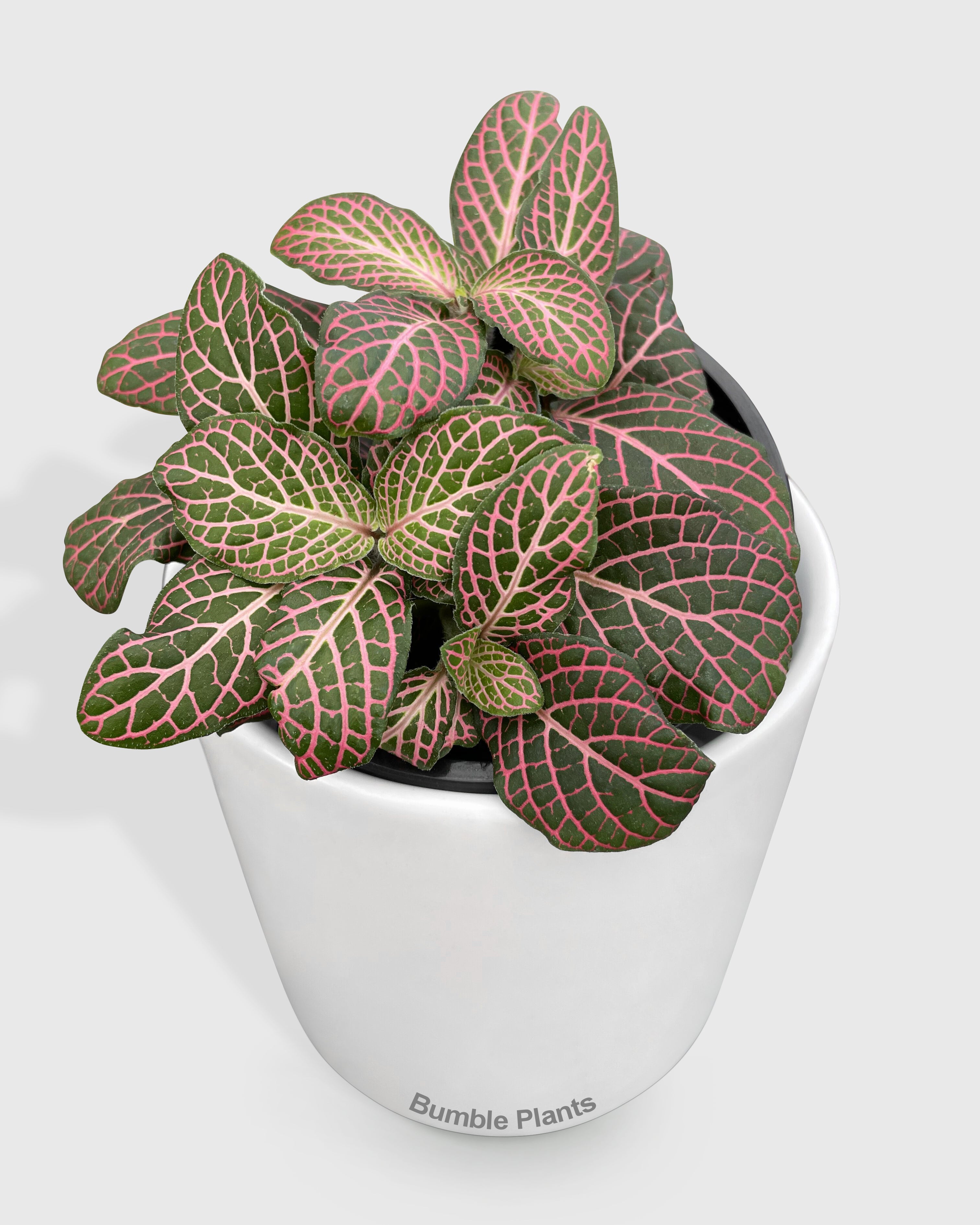 Fittonia 'Red Nerve Plant'