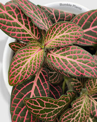 Fittonia 'Red Nerve Plant'