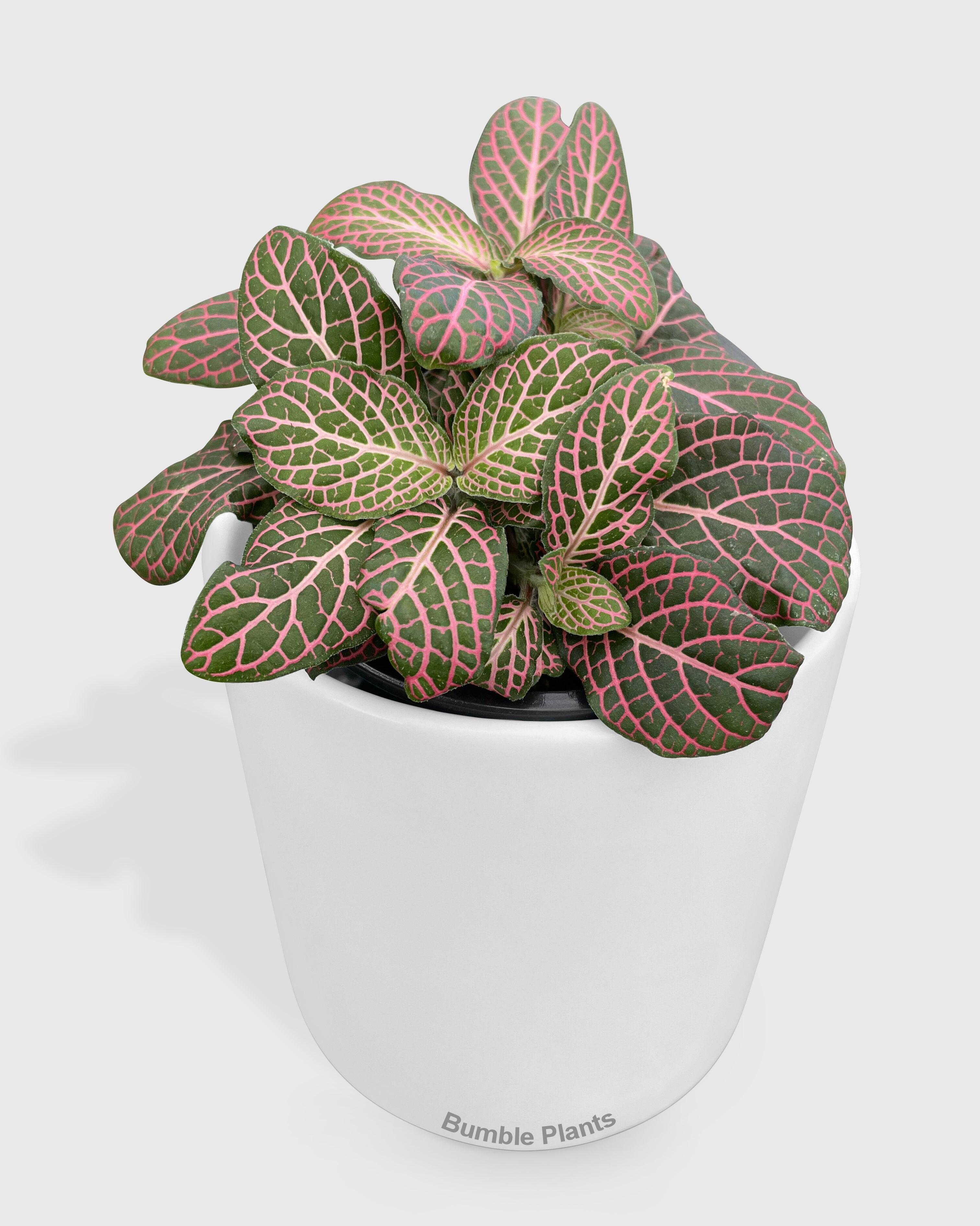 Fittonia 'Red Nerve Plant'