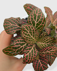 Fittonia 'Red Nerve Plant'