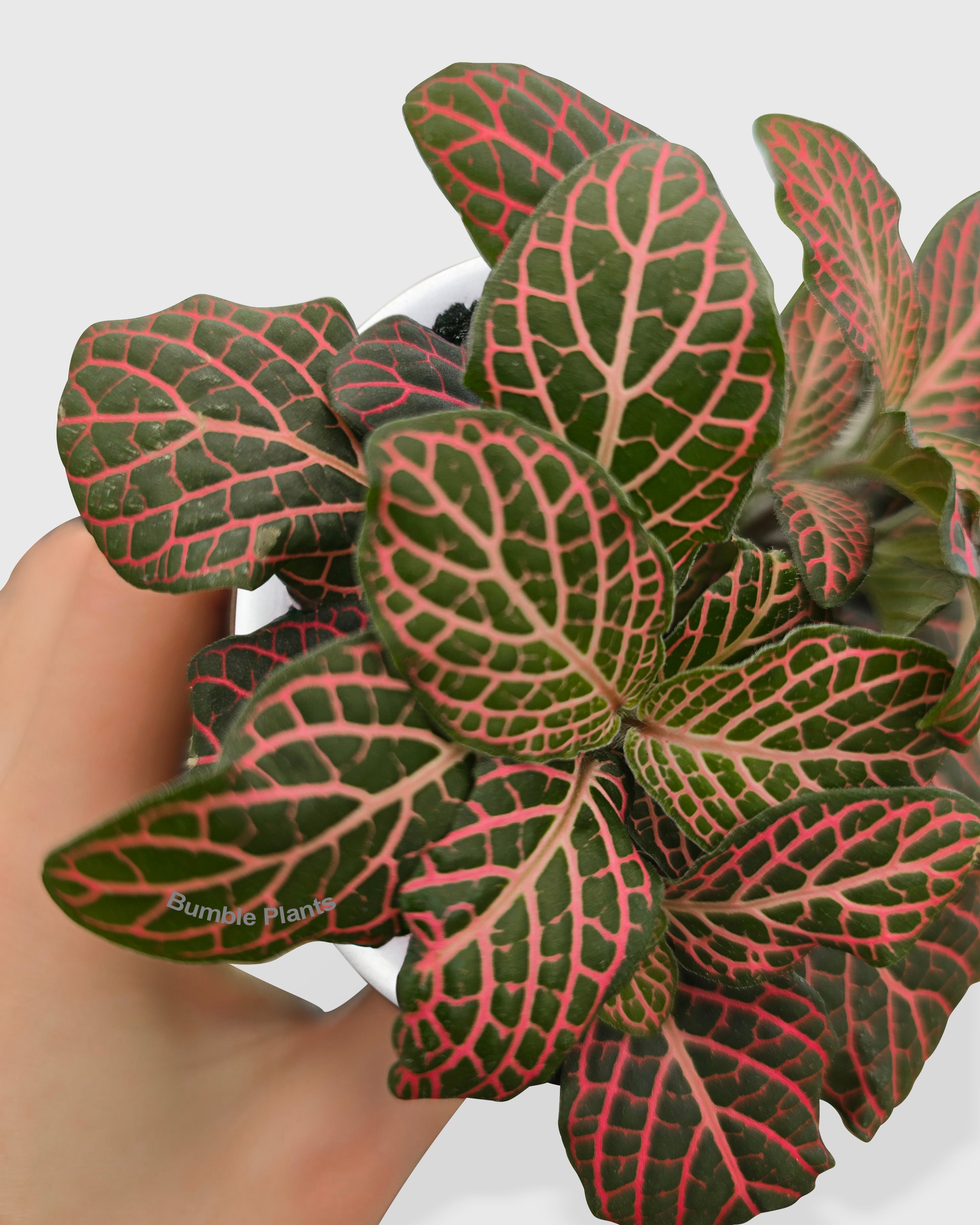 Fittonia 'Red Nerve Plant'