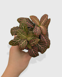 Fittonia 'Red Nerve Plant'