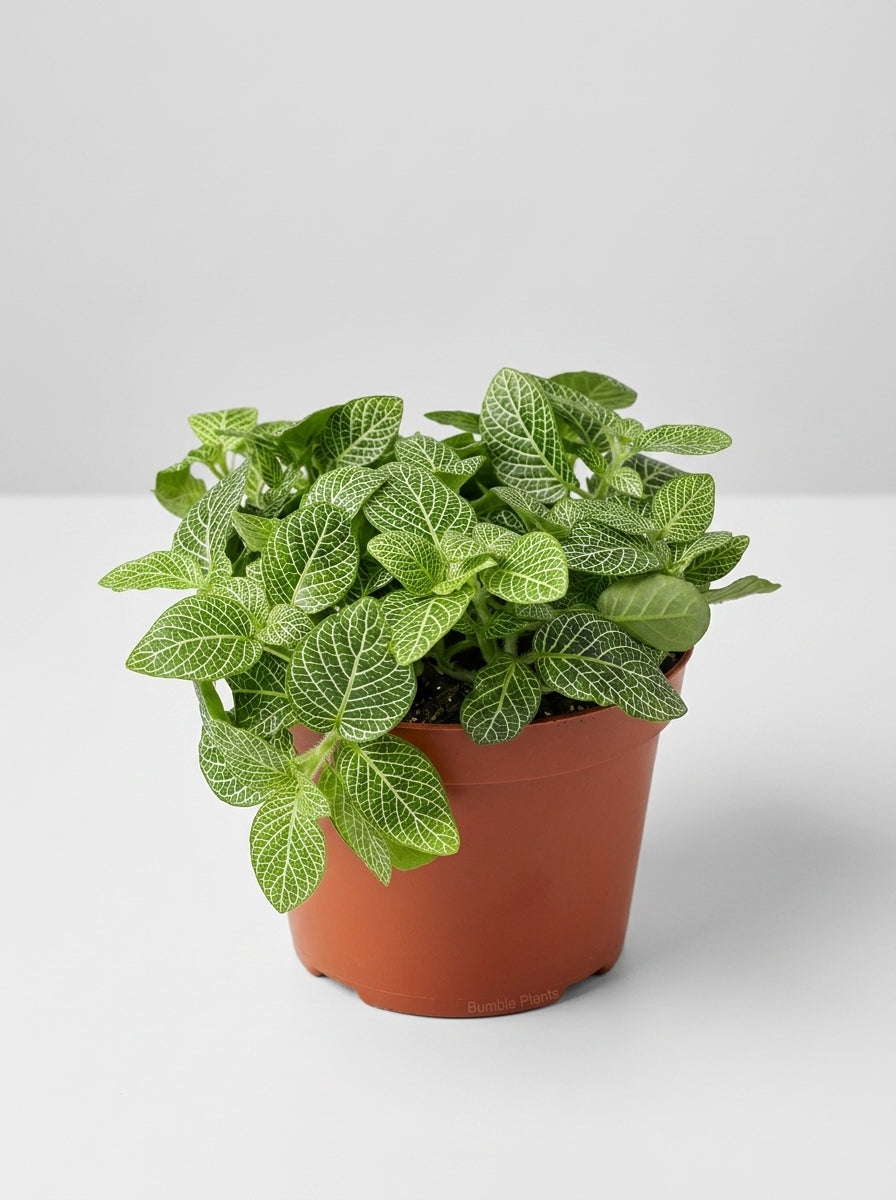 Fittonia 'White Nerve Plant'