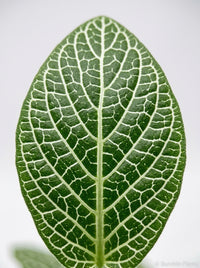 Fittonia 'White Nerve Plant'