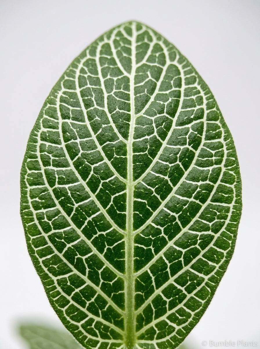 Fittonia 'White Nerve Plant'