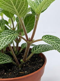 Fittonia 'White Nerve Plant'
