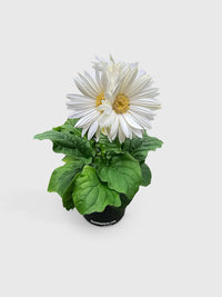 Gerbera Daisy Flower - Bumble Plants