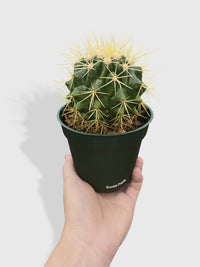 Golden Barrel Cactus 'Echinocactus Grusonii' - Bumble Plants