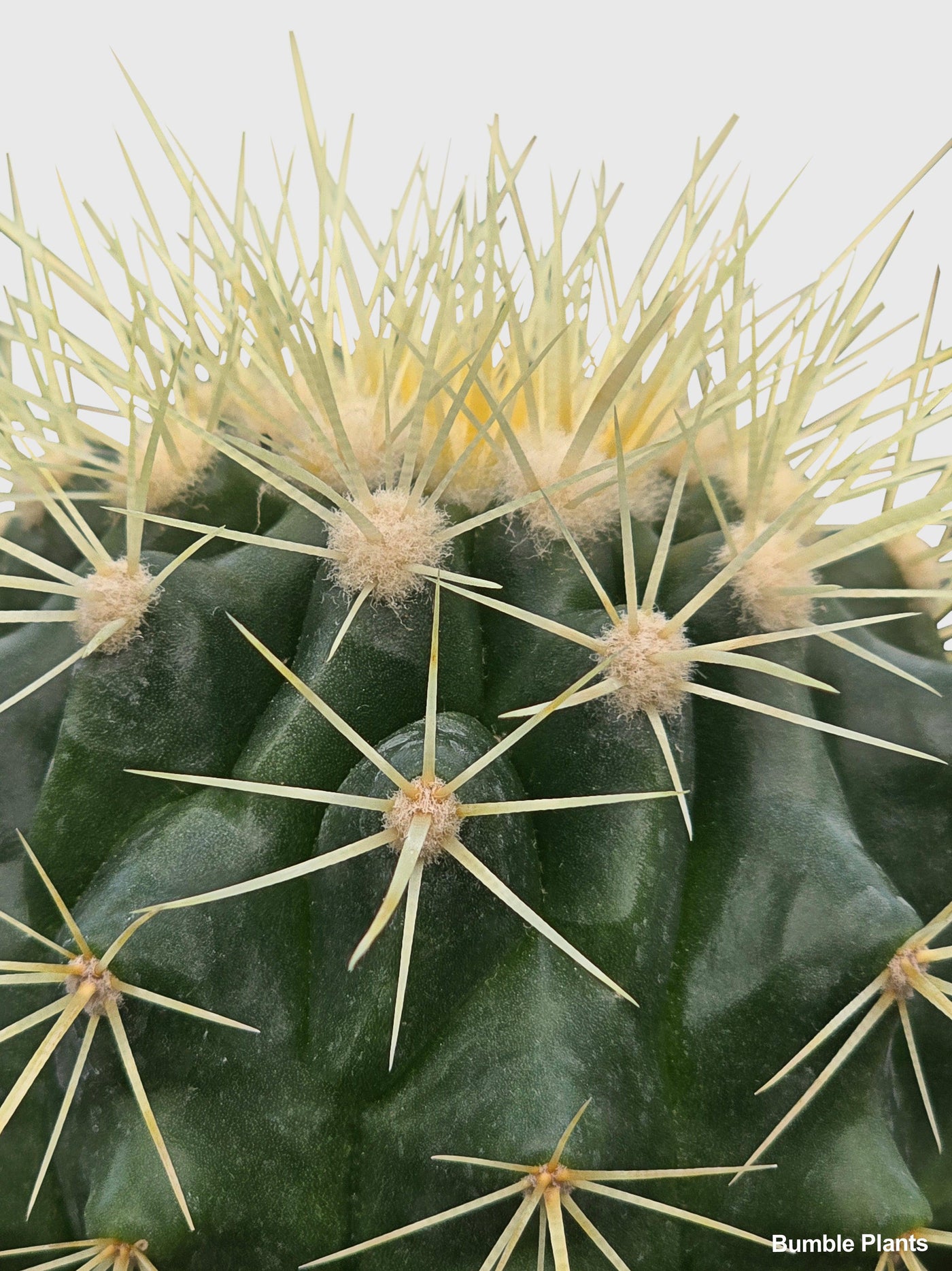 Golden Barrel Cactus 'Echinocactus Grusonii' - Bumble Plants