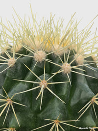 Golden Barrel Cactus 'Echinocactus Grusonii' - Bumble Plants