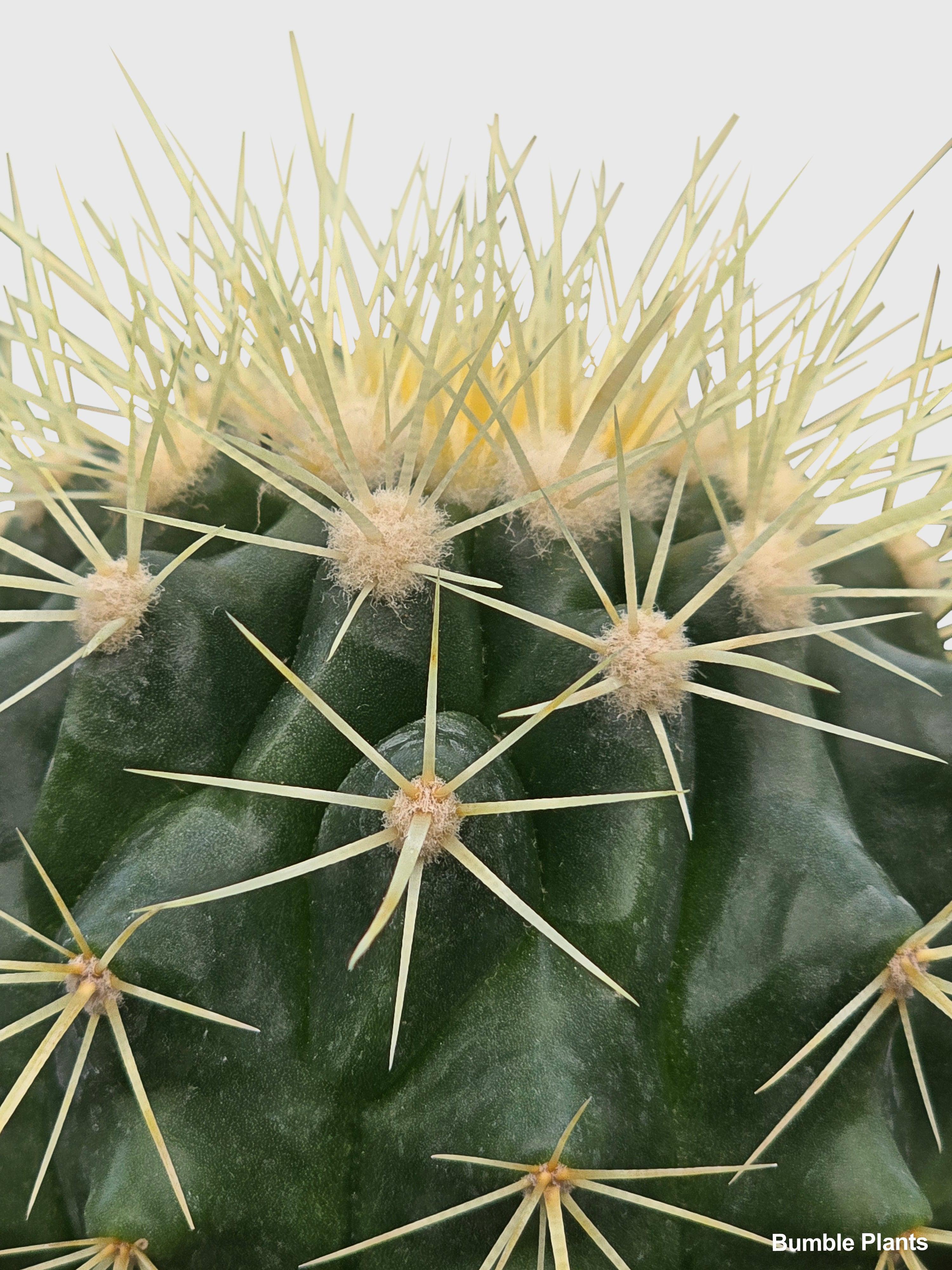 Golden Barrel Cactus 'Echinocactus Grusonii' - Bumble Plants