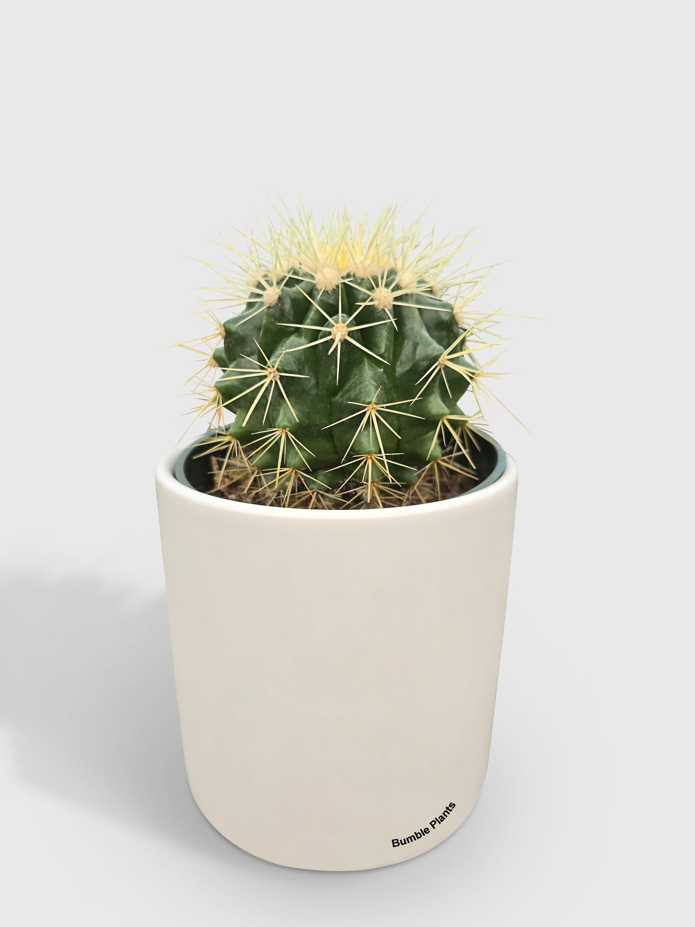 Golden Barrel Cactus 'Echinocactus Grusonii' - Bumble Plants