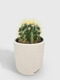 Golden Barrel Cactus 'Echinocactus Grusonii' - Bumble Plants