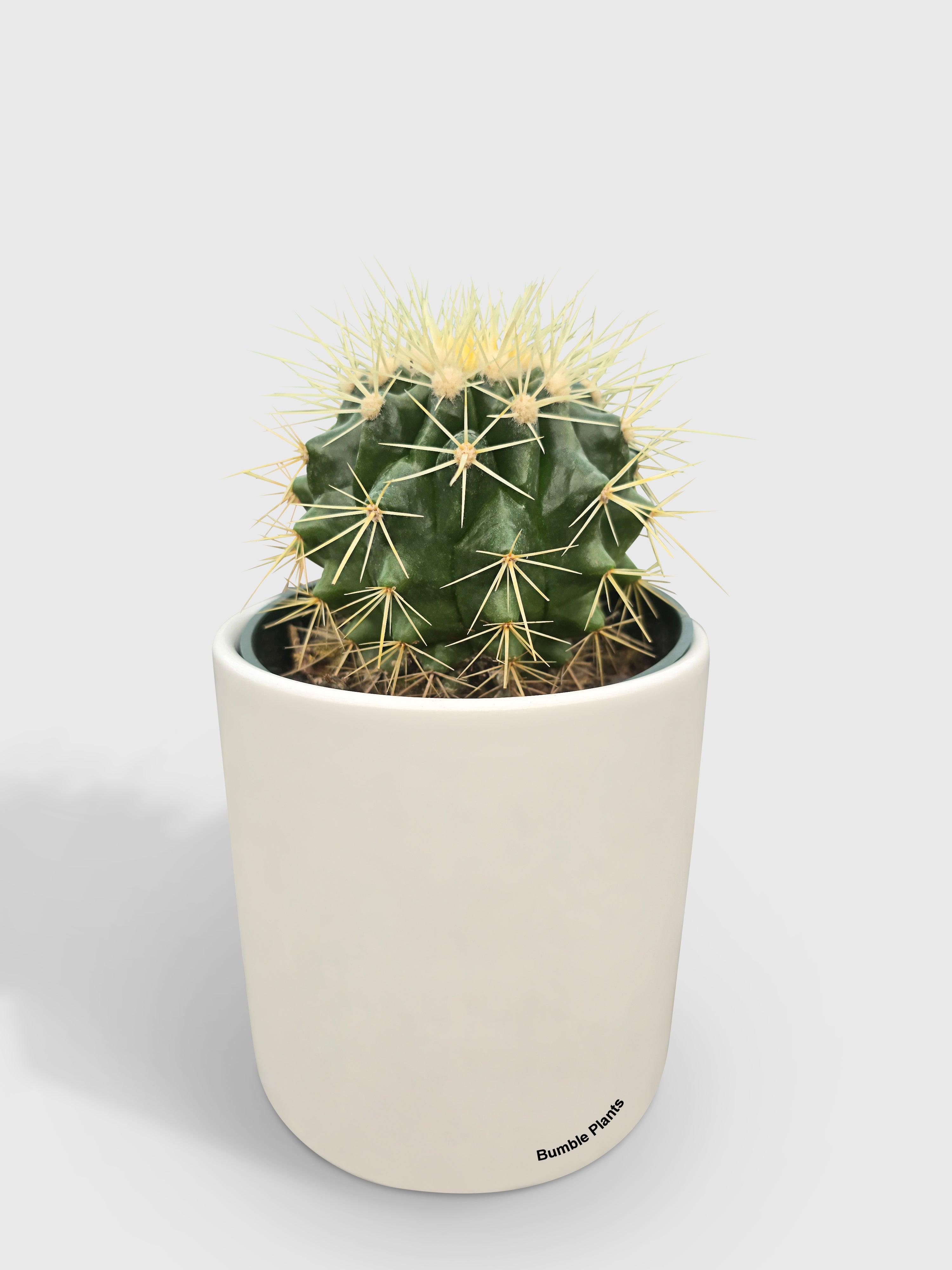 Golden Barrel Cactus 'Echinocactus Grusonii' - Bumble Plants