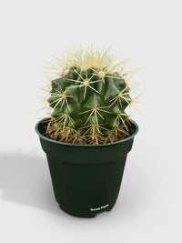 Golden Barrel Cactus 'Echinocactus Grusonii' - Bumble Plants
