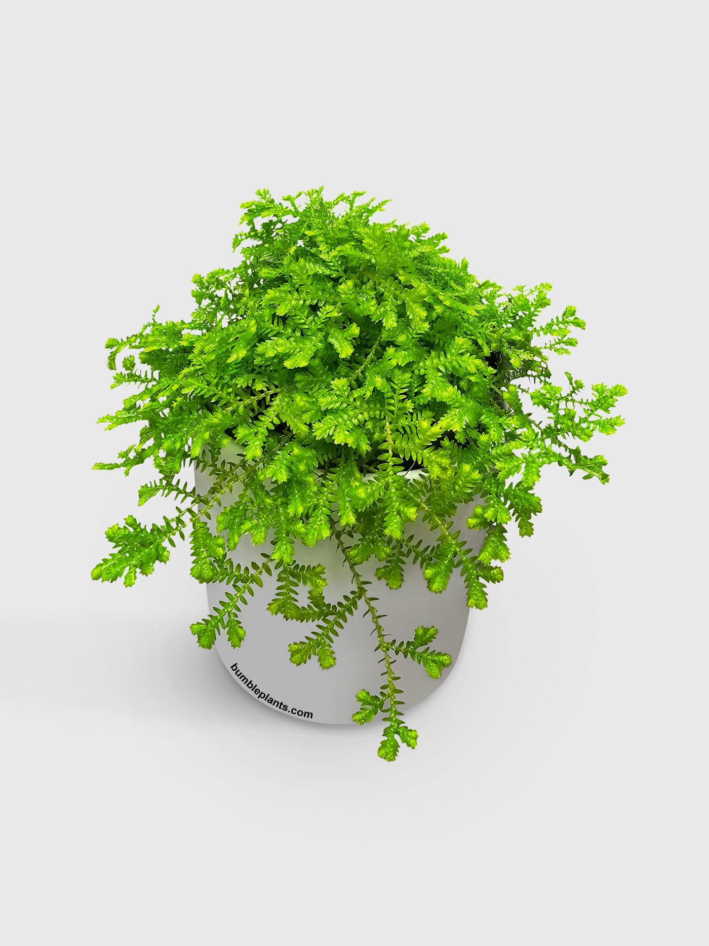 Golden Moss Selaginella Kraussiana 'Aurea' - Bumble Plants