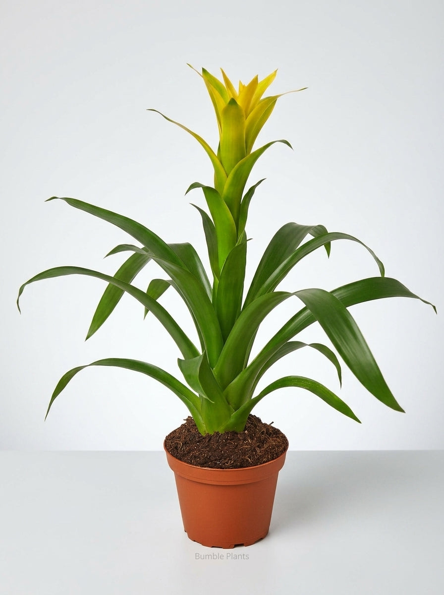 Guzmania Bromeliad 'Yellow'