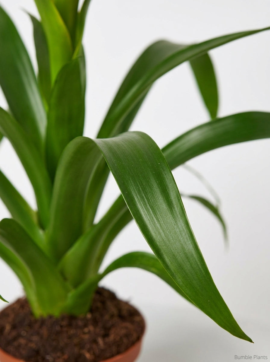 Guzmania Bromeliad 'Yellow'