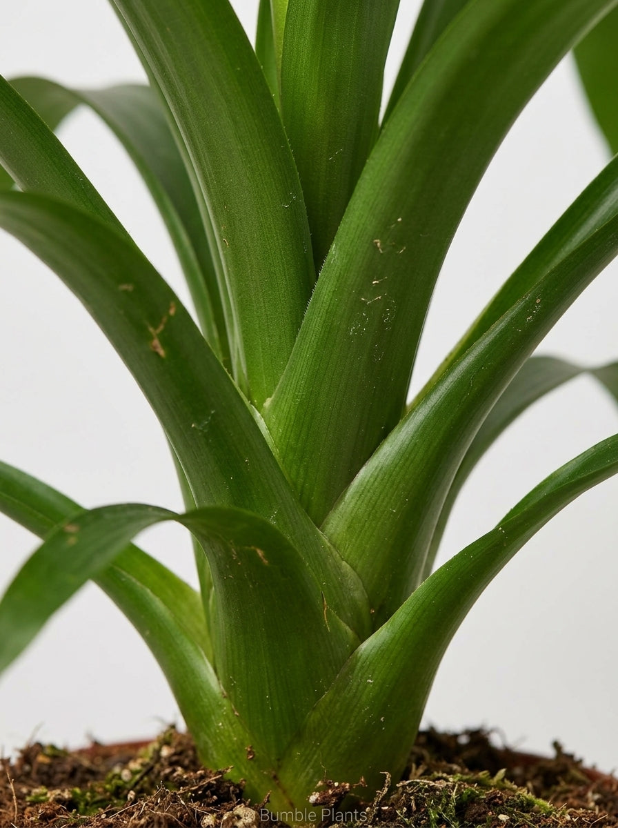 Guzmania Bromeliad 'Yellow'