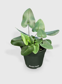 Heart Love Fern 'Kangaroo Foot'