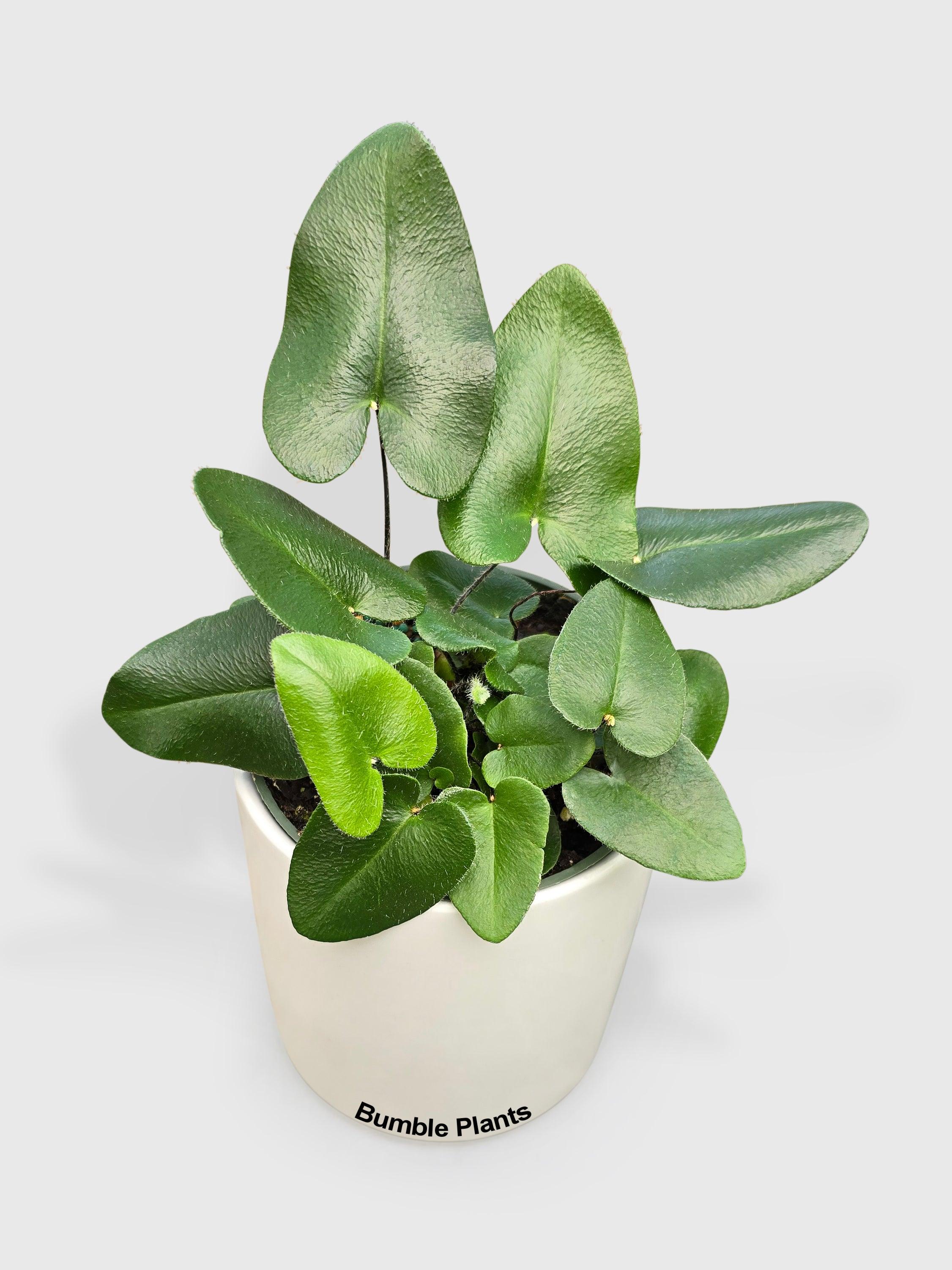 Heart Love Fern 'Kangaroo Foot'