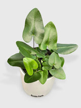 HeartLoveFern