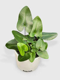 HeartLoveFern