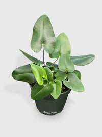 Heart Love Fern 'Kangaroo Foot'