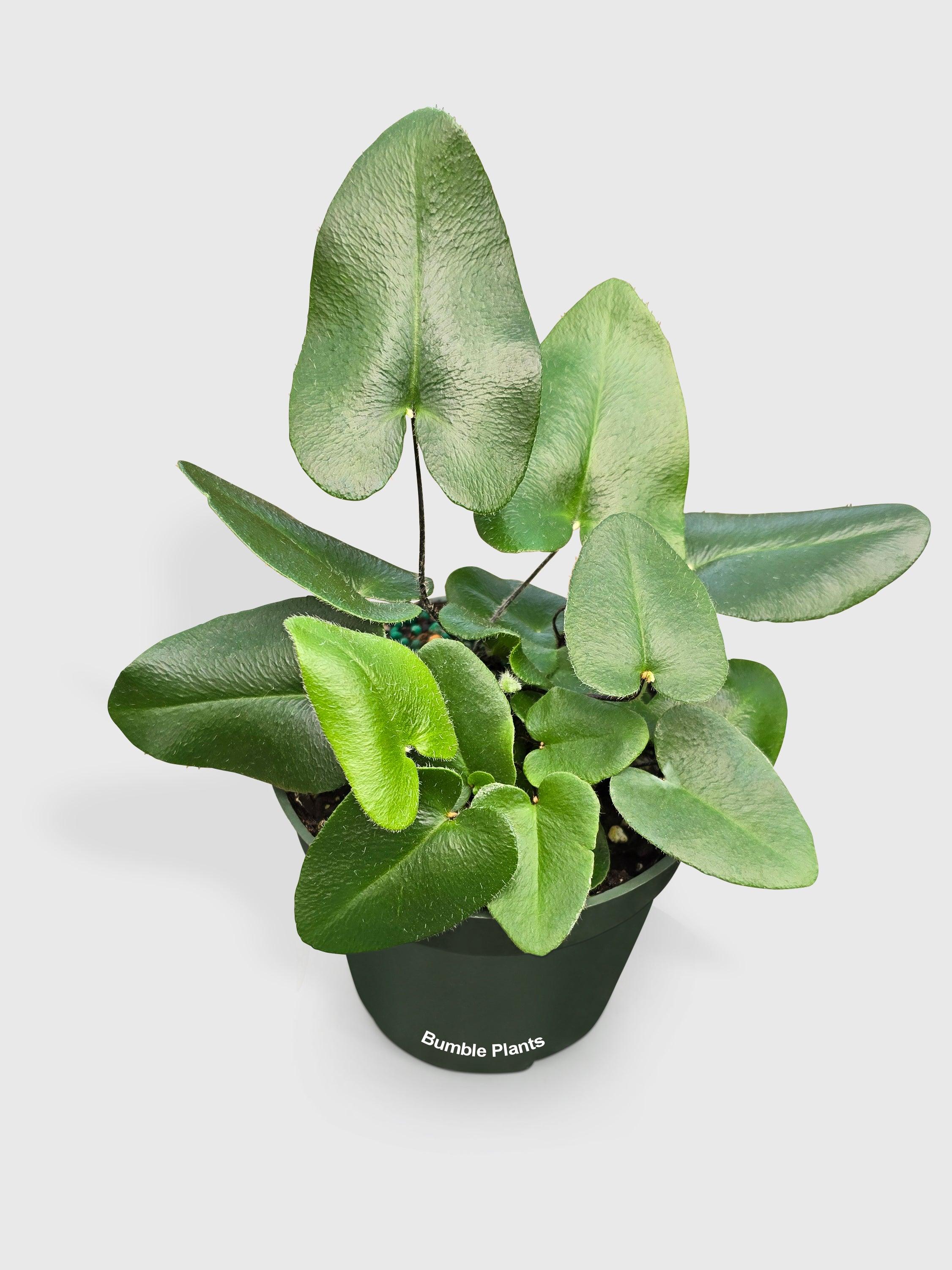 Heart Love Fern 'Kangaroo Foot'
