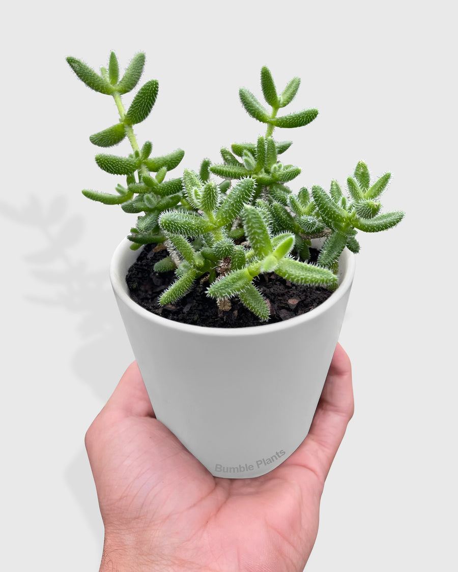 Hedgehog Ice Pickle Plant