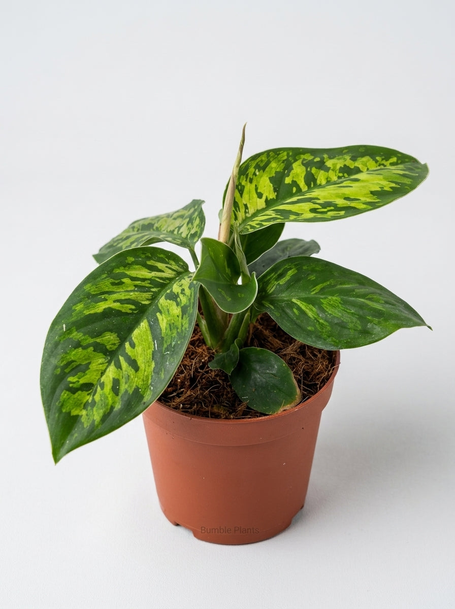 Homalomena 'Camouflage'