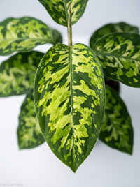 Homalomena 'Camouflage'